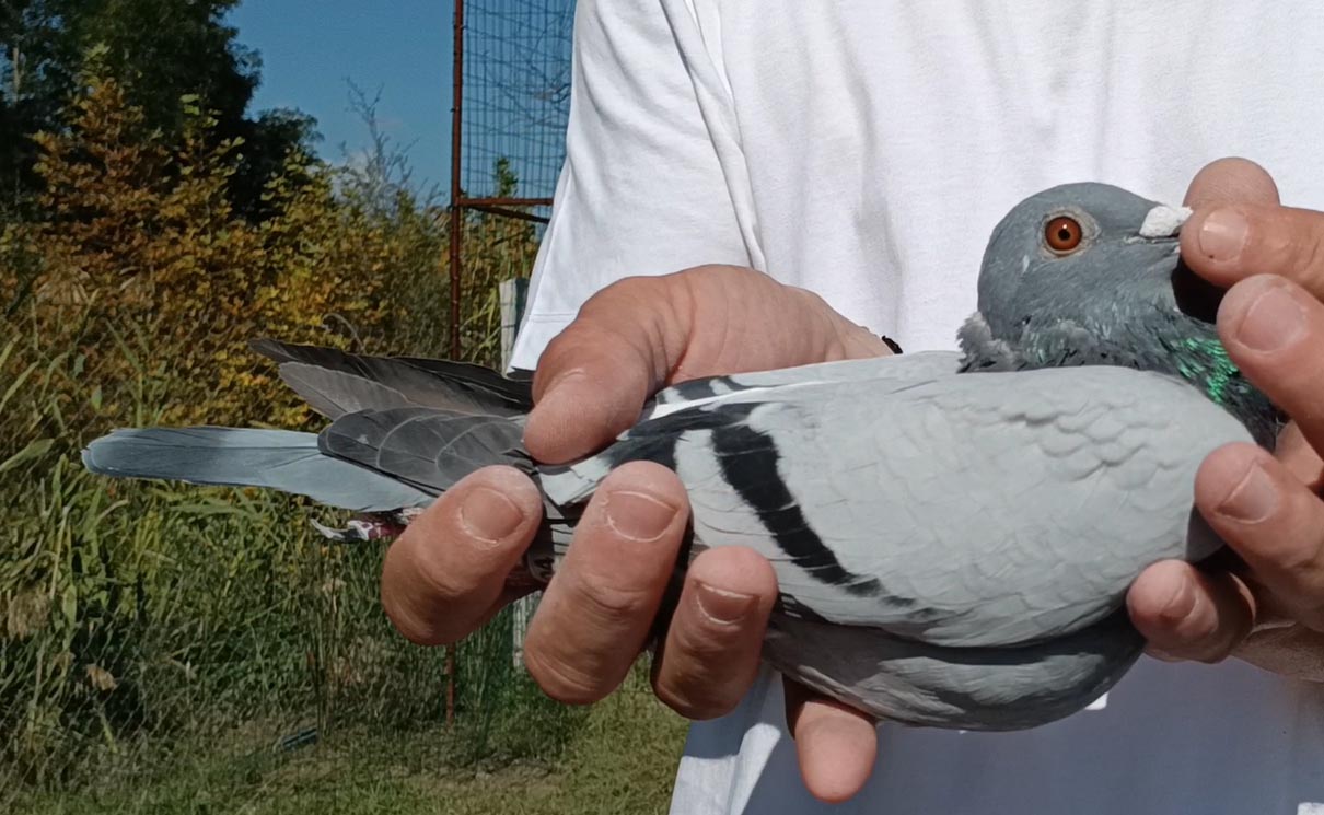 40	Final Race (412 km) 	 K L O  AL-62704-2025	