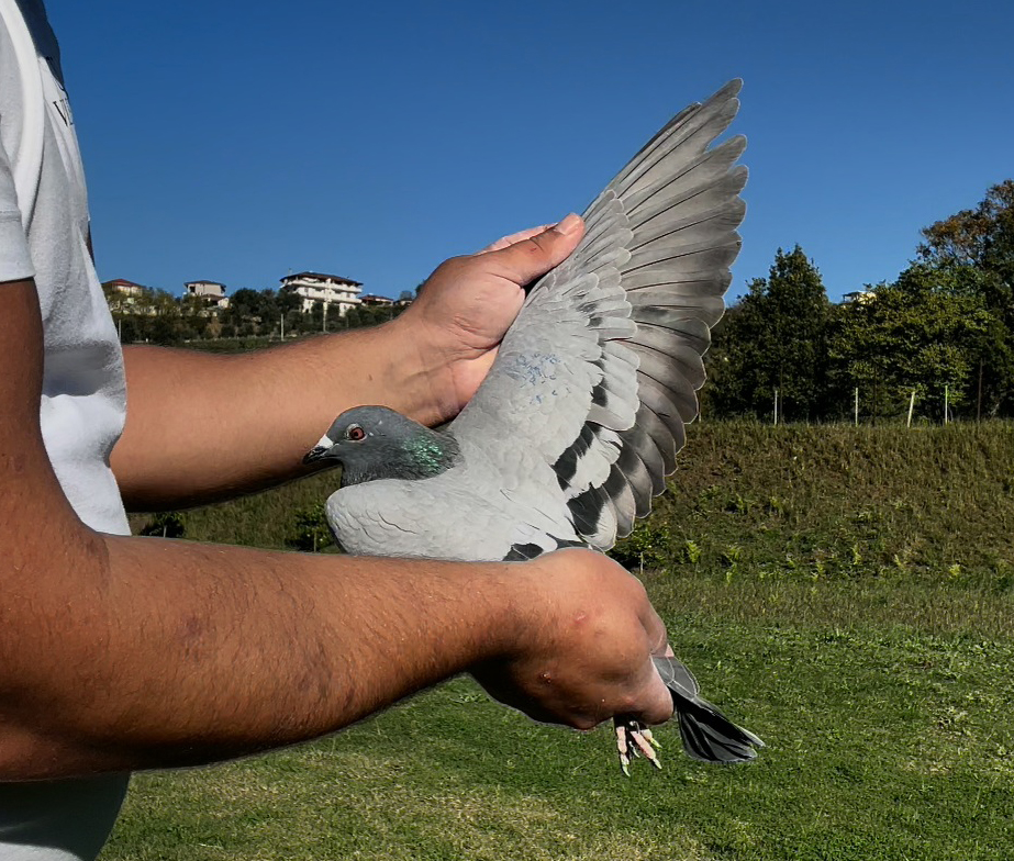 40	place Super Derby (506 km) 	 Fadlin Malko & Fred Hysko	 AL-61366-2025	