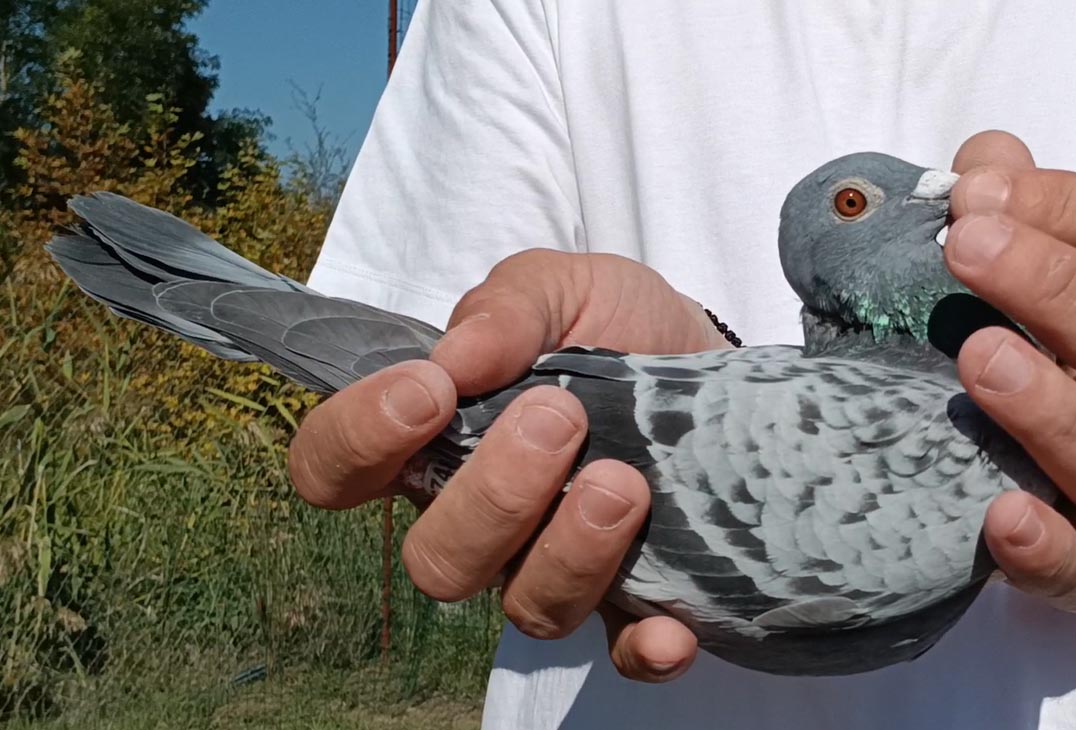 41	Final Race (412 km) 	 Bani & Marjus	 AL-67486-2025	