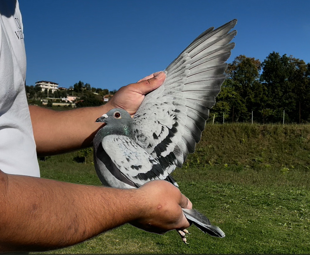 41	place Super Derby (506 km) 	 Zamir Gega	 AL-255760-2025	