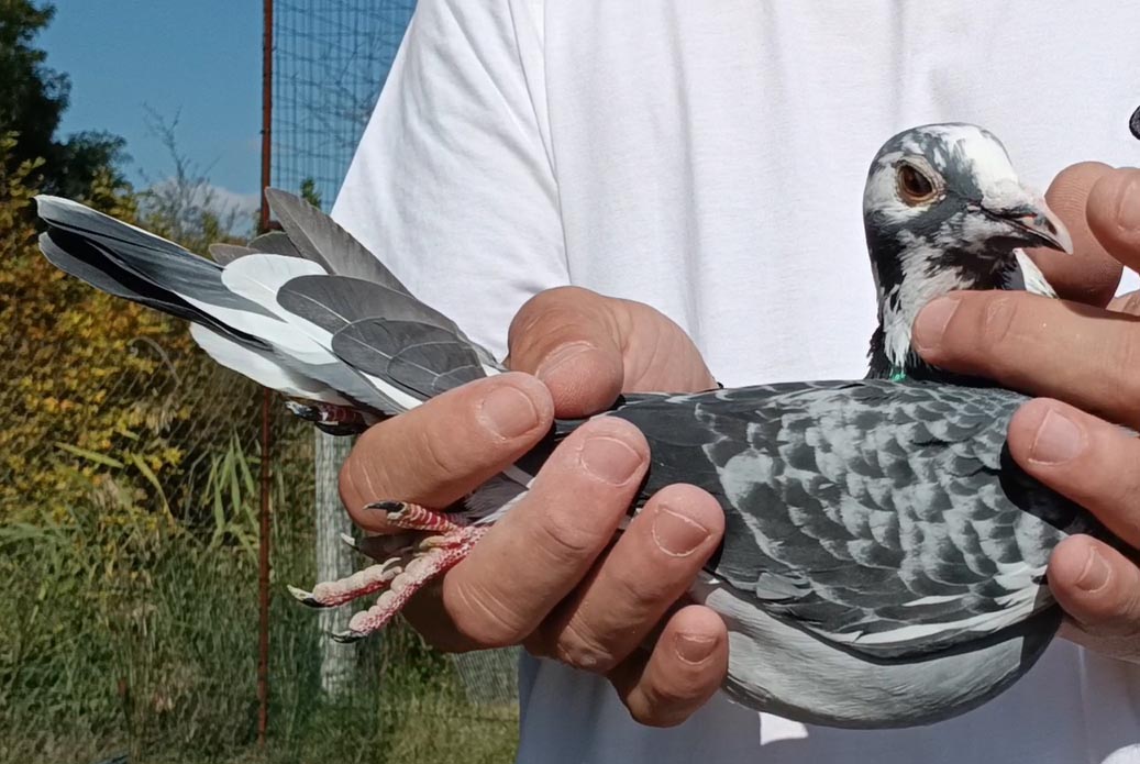 42	Final Race (412 km) 	 Joekel Skylights - OJ3	 DV-07001-5412-2025	