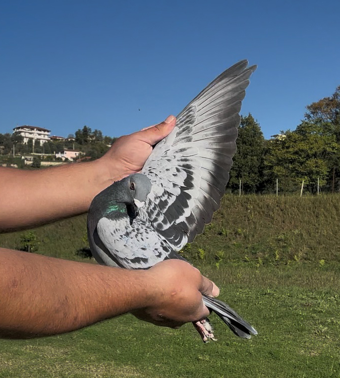 42	place Super Derby (506 km) 	 Genti Xheraj	 AL-68609-2025	