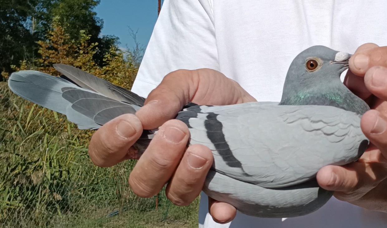 43	Final Race (412 km) 	 Joekel Skylights - OJ3	 DV-07001-5145-2025	