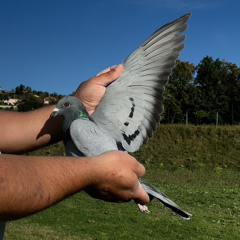 43	place Super Derby (506 km) 	 Elio Zeno	 IT-90727-2025	