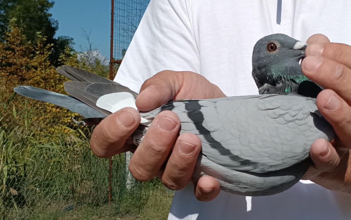 44	Final Race (412 km) 	 Team Bonsemeier & Butschi	 CH-12640-2025	