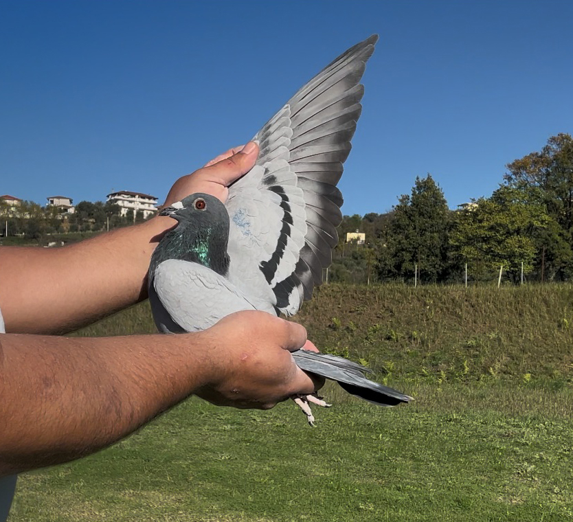 44	place Super Derby (506 km) 	 Beqo Vizion Team C	 AL-68883-2025	