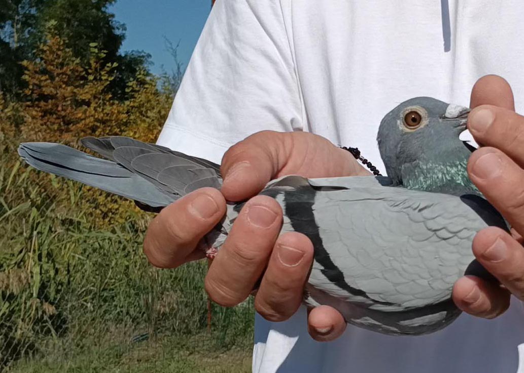 45	Final Race (412 km) 	 Blerim & Meriton 	 RKS-03226-2025	