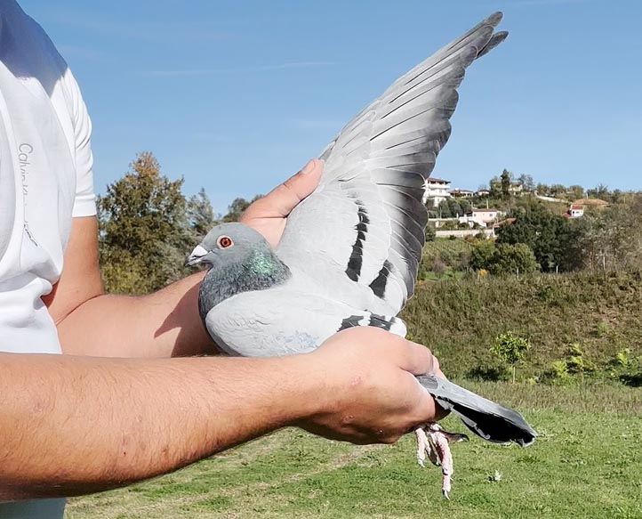 45	place Super Derby (506 km) 	 IPL	 AL-64912-2025	