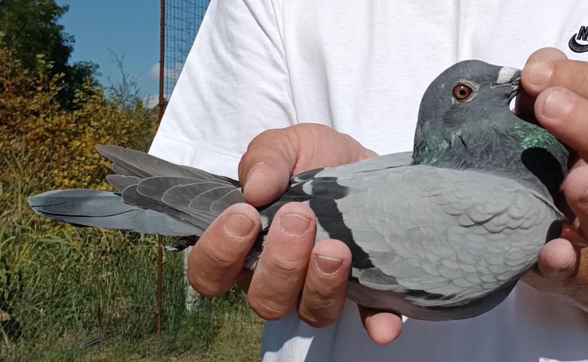 46	Final Race (412 km) 	 Tahograf Ani Team C	 AL-61492-2025	