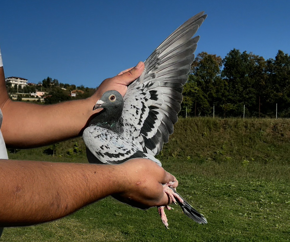 46	place Super Derby (506 km) 	 Duta Cristi & Ciprian	 RO-084420-2025	