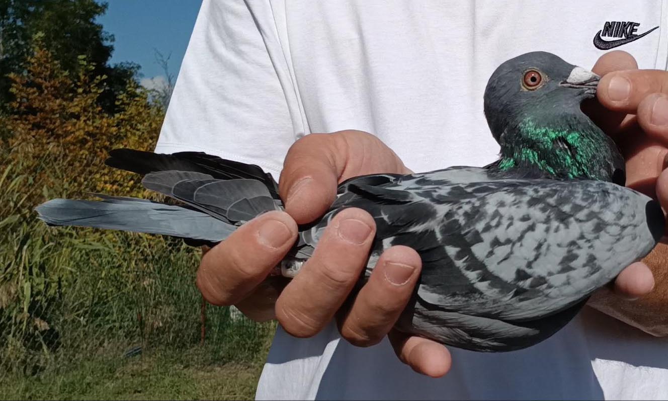 47	Final Race (412 km) 	 Lenti Pigeons	 CH-1348-2025	