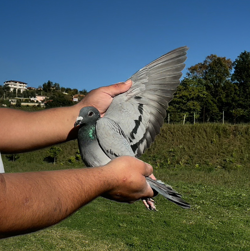 47	place Super Derby (506 km) 	 Noli Pigeons Loft Team A	 RKS-02652-2025	