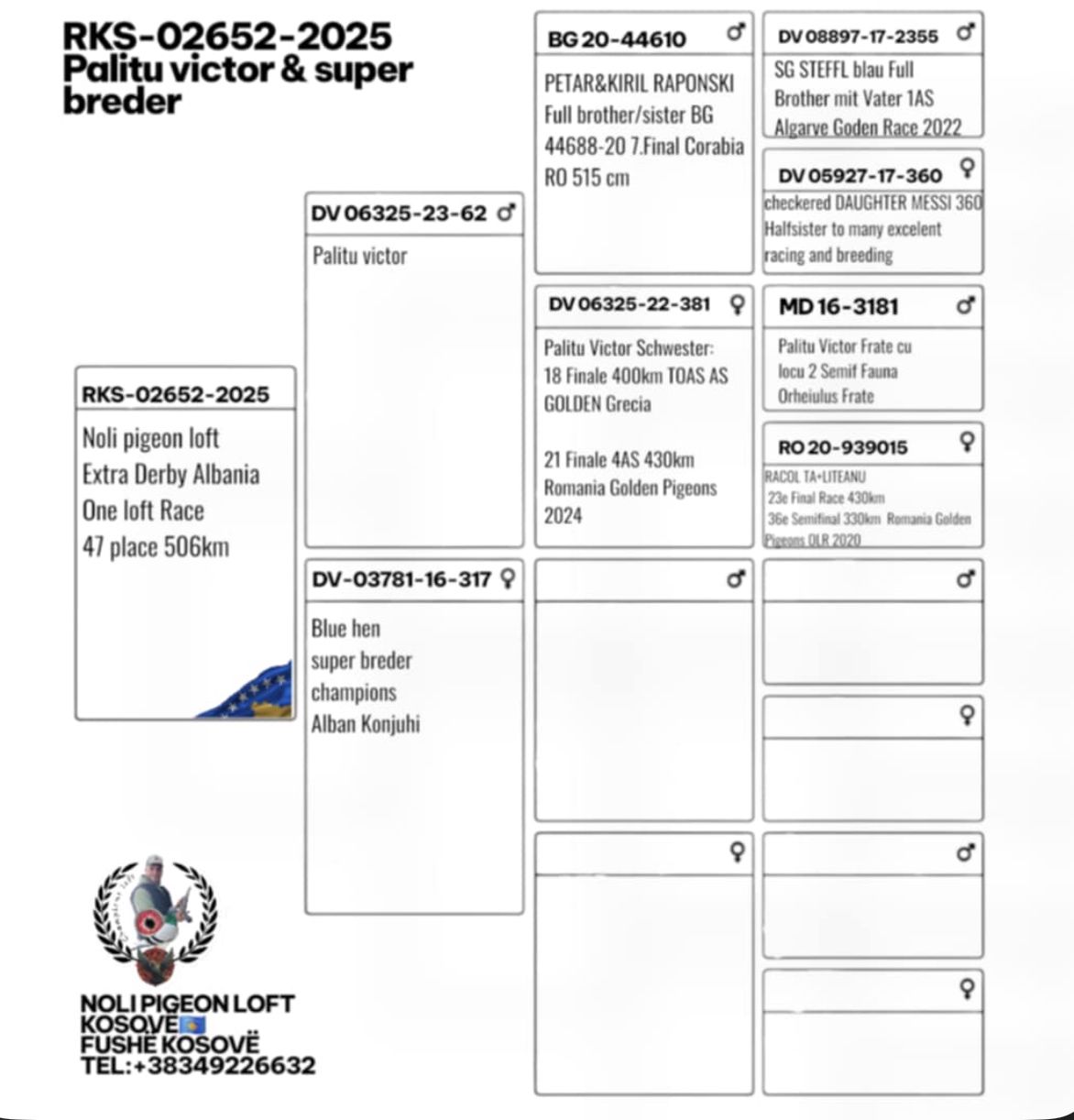 47	place Super Derby (506 km) 	 Noli Pigeons Loft Team A	 RKS-02652-2025	