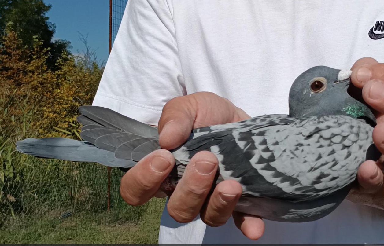 48	Final Race (412 km) 	 Blerim & Meriton RKS-03227-2025	