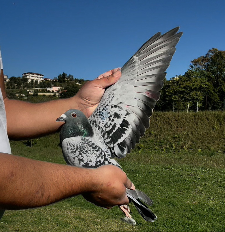 48	place Super Derby (506 km) 	 Julian Licka	 AL-260991-2025	