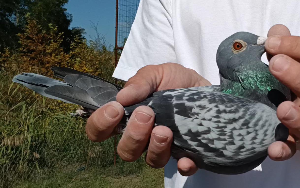 49	Final Race (412 km) 	 Enedio	 GR-0903691-2025	