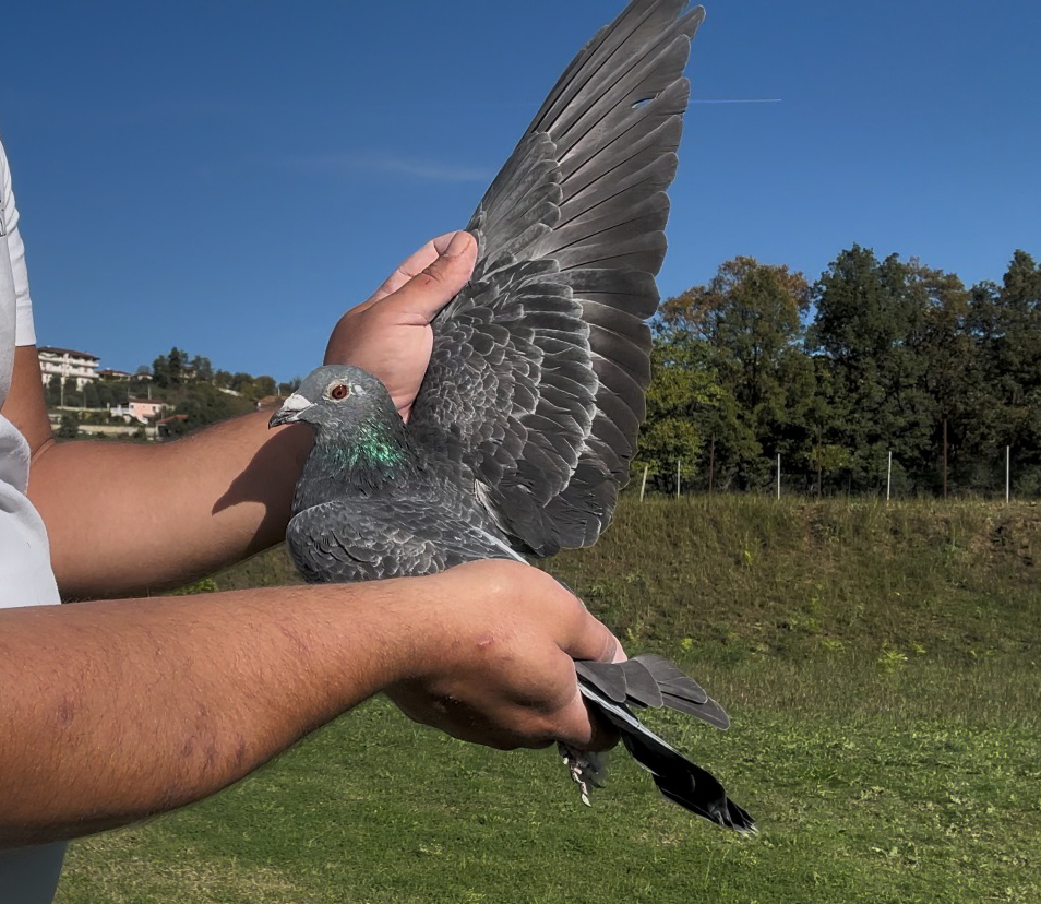 49	place Super Derby (506 km) 	 Maren Pogradec	 AL-260033-2025	