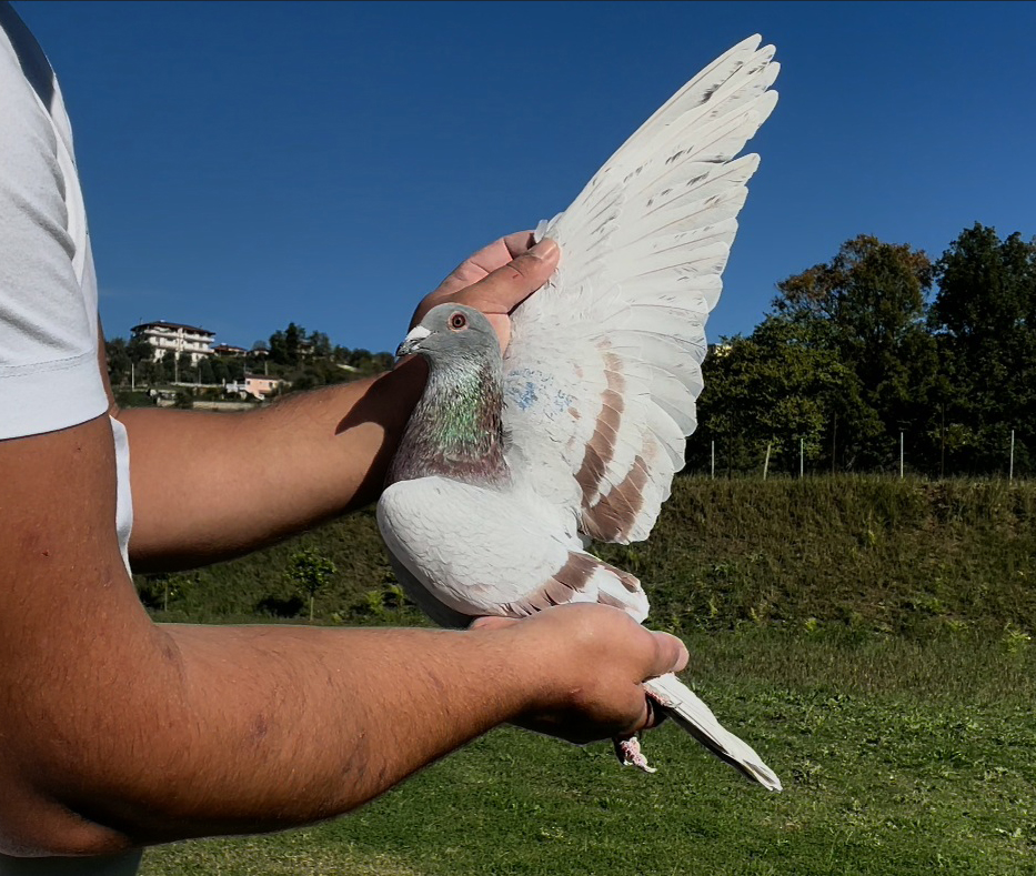 5	place Super Derby (506 km) 	 Luan Dingu Team B	 AL-62228-2025	