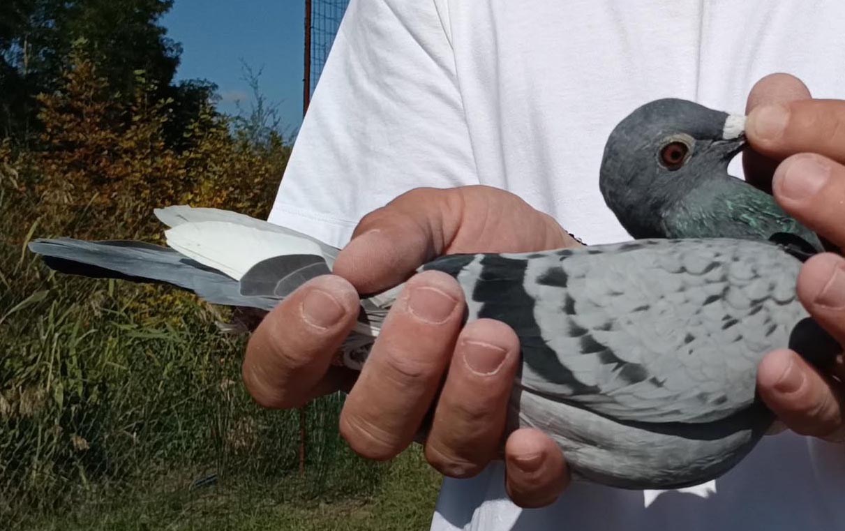 50	Final Race (412 km) 	 Familia Hatillari & Pandeli Kacikas	 GR-0904977-2025	