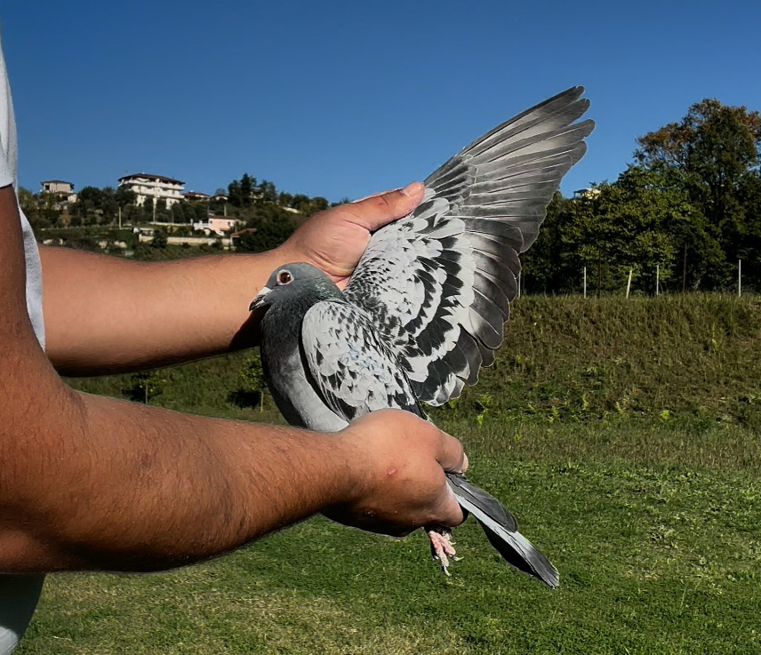 50	place Super Derby (506 km) 	 Maren Pogradec	 AL-260047-2025	