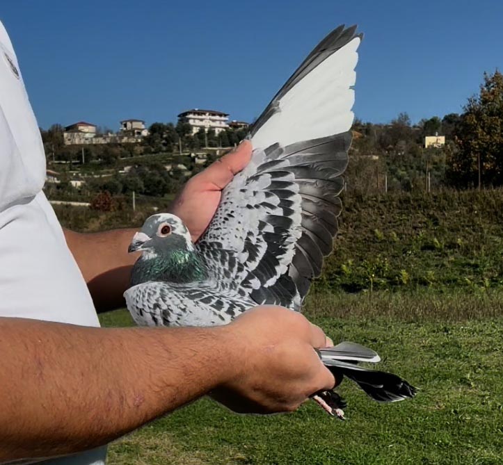 51	place Super Derby (506 km) 	 Silvester Tahiraj Team A	 AL-252293-2025 	