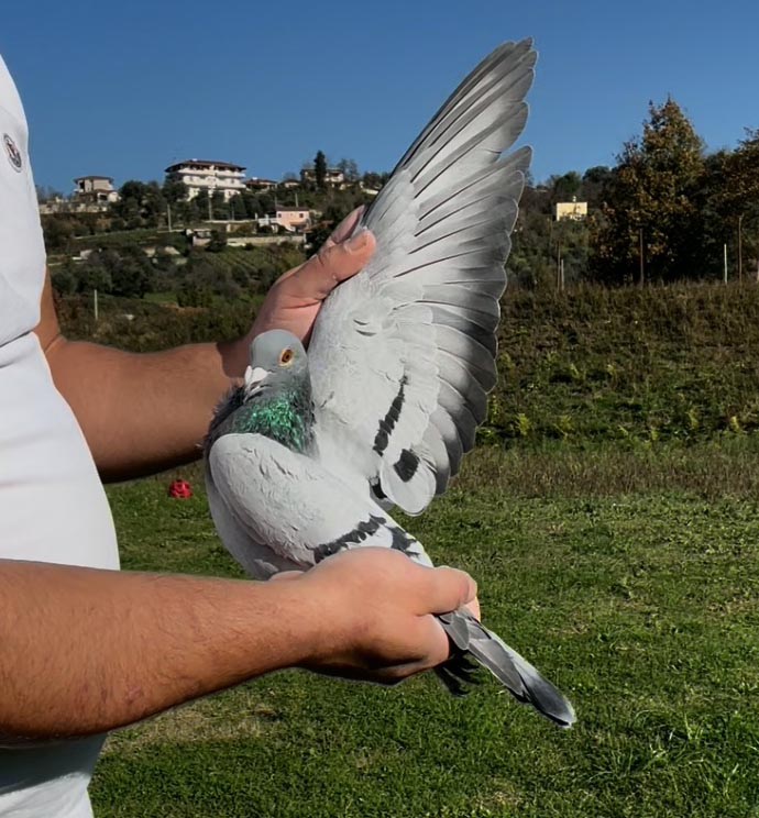 52	place Super Derby (506 km) 	 Haggenmueller	 DV-04116-302-2025	