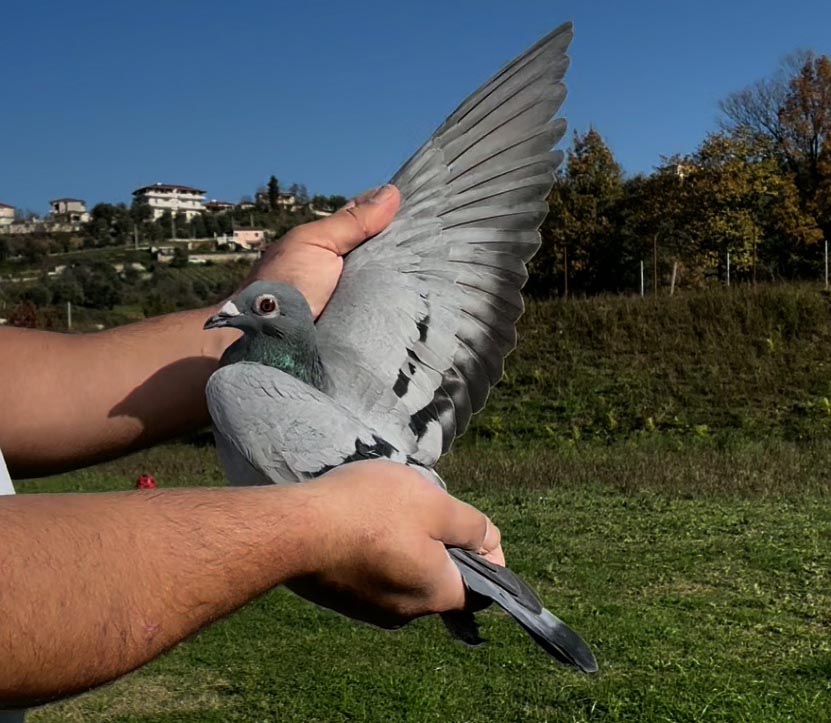 53	place Super Derby (506 km) 	 Unic Pigeons	 AL-68434-2025 	