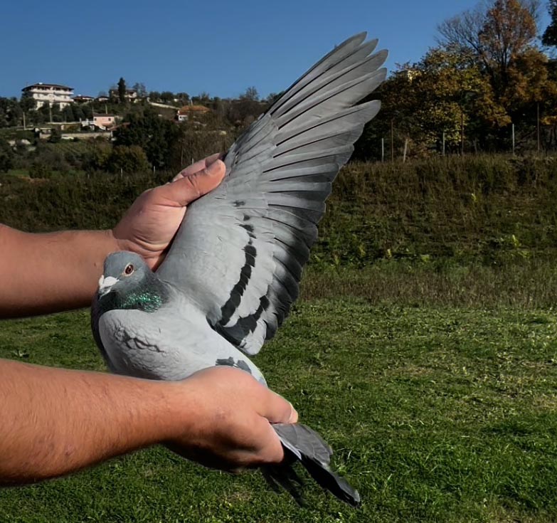 54	place Super Derby (506 km) 	 Soni & Meti Team B	 AL-66123-2025 	