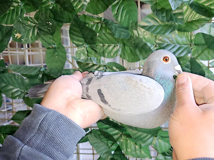 55	place Final Race (417 km) 	 Lenti Pigeons	 CH-1689-2024	