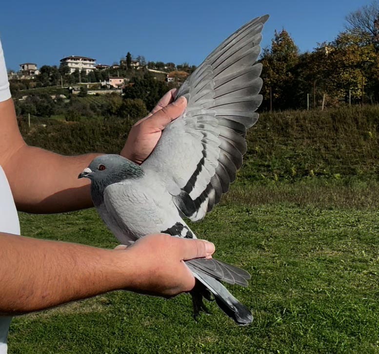 55	place Super Derby (506 km) 	 Mond Cipi	 AL-60482-2025 	