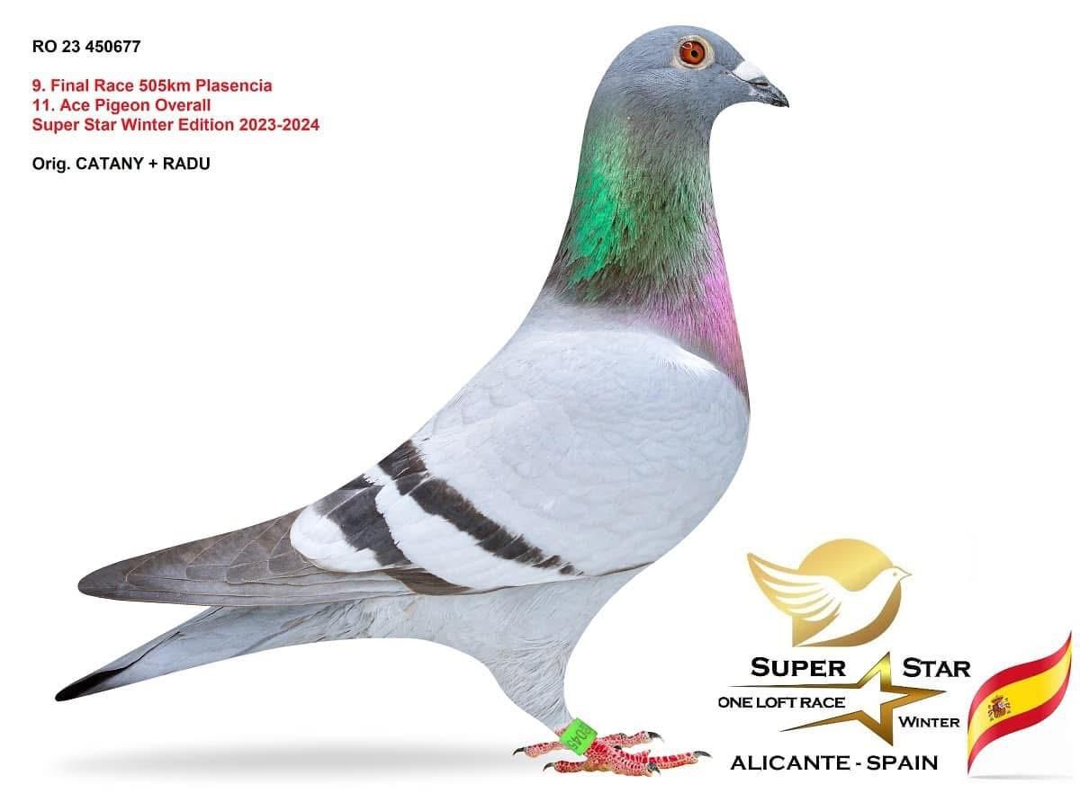 56	Final Race (506 km) 	 CATANY & RADU	 RO 281412	