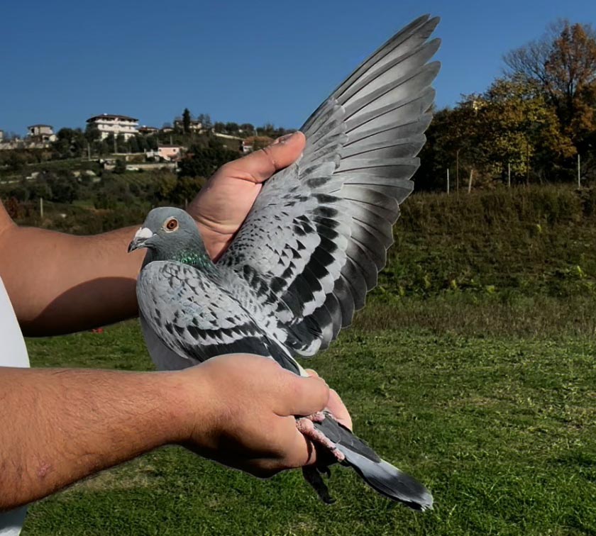 56	place Super Derby (506 km) 	 Blerim Lipjani	 RKS-0005596-2025 	