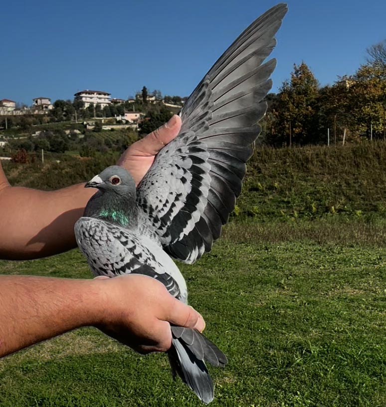 57	place Super Derby (506 km) 	 Familia Hatillari & Pandeli Kacikas	 GR-0904979-2025	