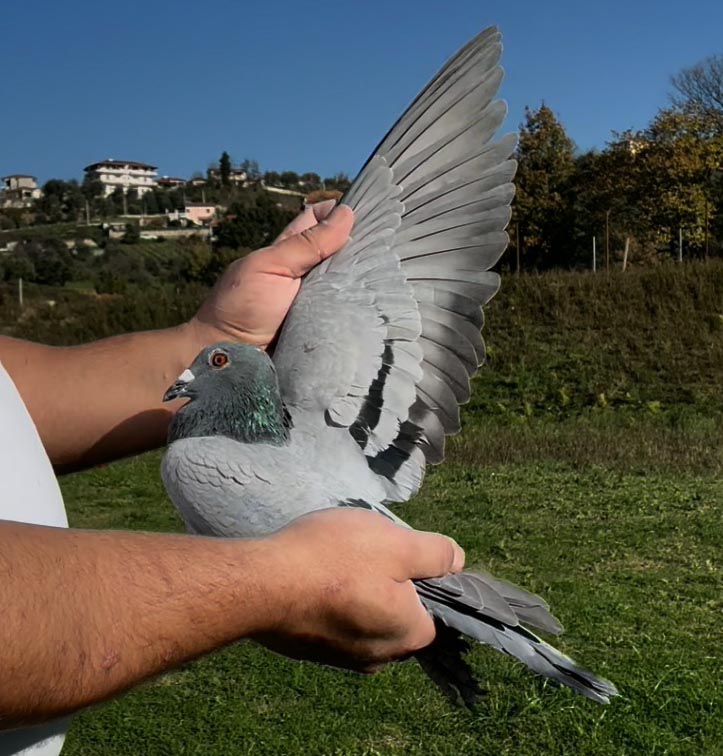 58	place Super Derby (506 km) 	 Dritan Cara	 AL-258098-2025	