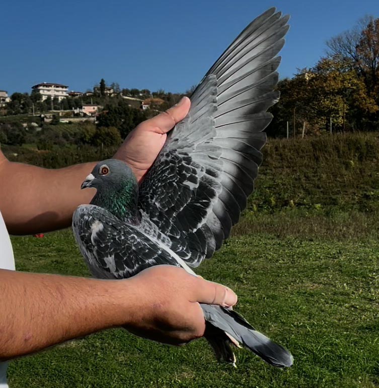 59	place Super Derby (506 km) 	 Champion Max	 AL-69909-2025 	