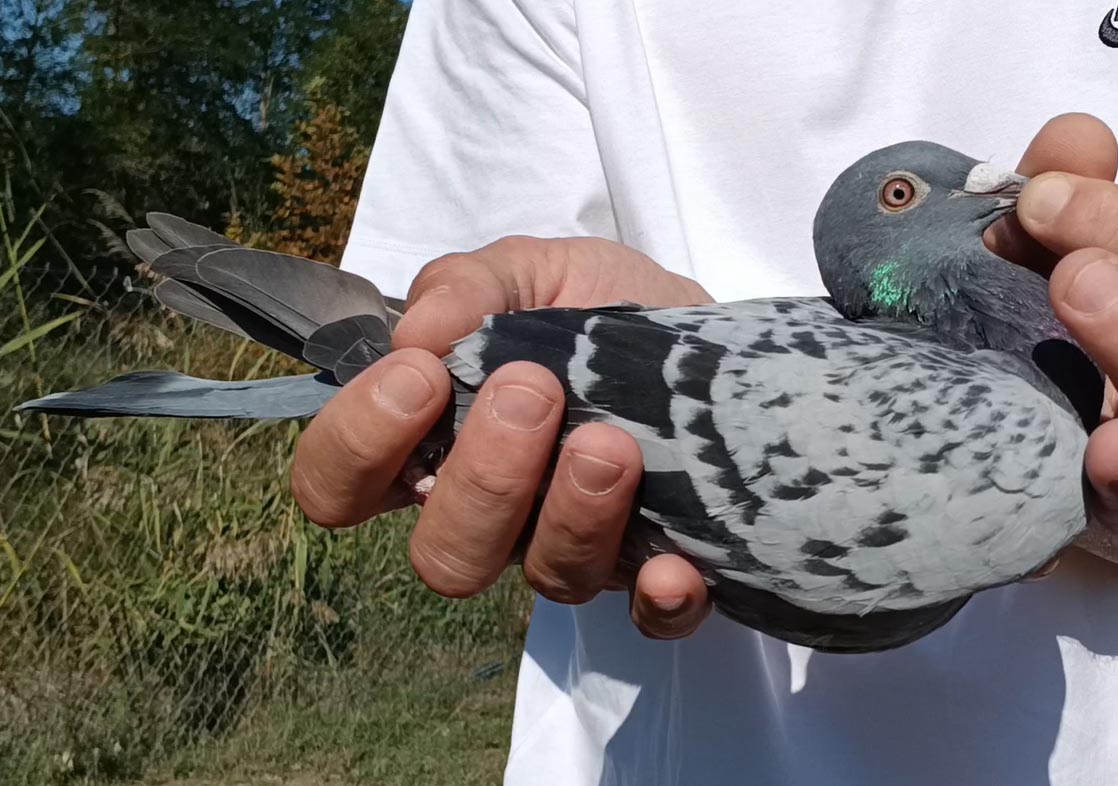 6	Final Race (412 km) 	 Panait Alexandru & Alex Bucaloiu	 RO-500729-2025	