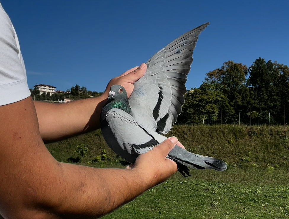 6	place Super Derby (506 km) 	 Team Nikolas	 IT-62084-2025	