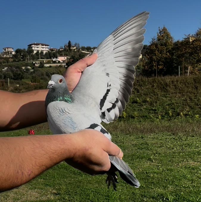 60	place Super Derby (506 km) 	 Etem Hasanaj Team D	 AL-262250-2025 	