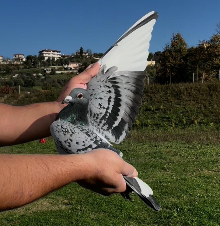 61	place Super Derby (506 km) 	 Piroli Loft Team A	 AL-64229-2025 	