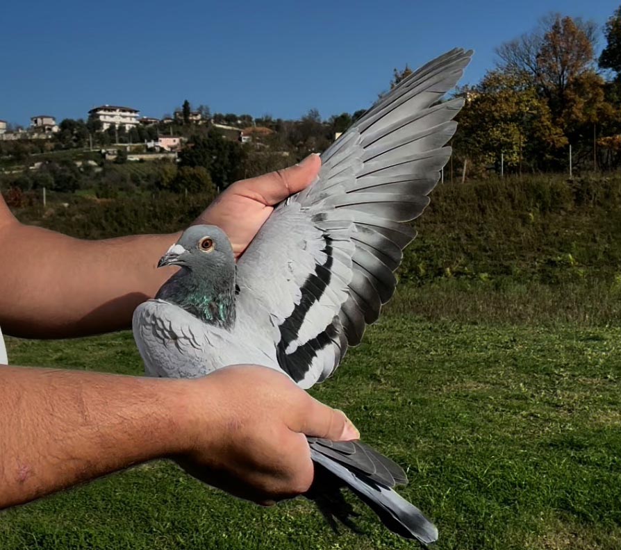 62	place Super Derby (506 km) 	 Mentor Bulku Team B	 AL-69665-2025 	