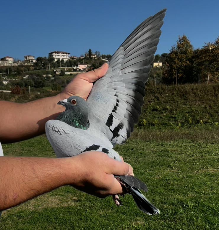 63	place Super Derby (506 km) 	 Duta Cristi & Ciprian	 RO-251586-2025 	