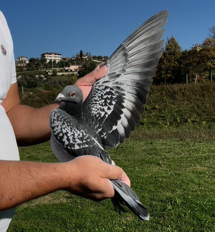 64	place Super Derby (506 km) 	 Petriti Anumi Loft Team B	 AL-64777-2025 	