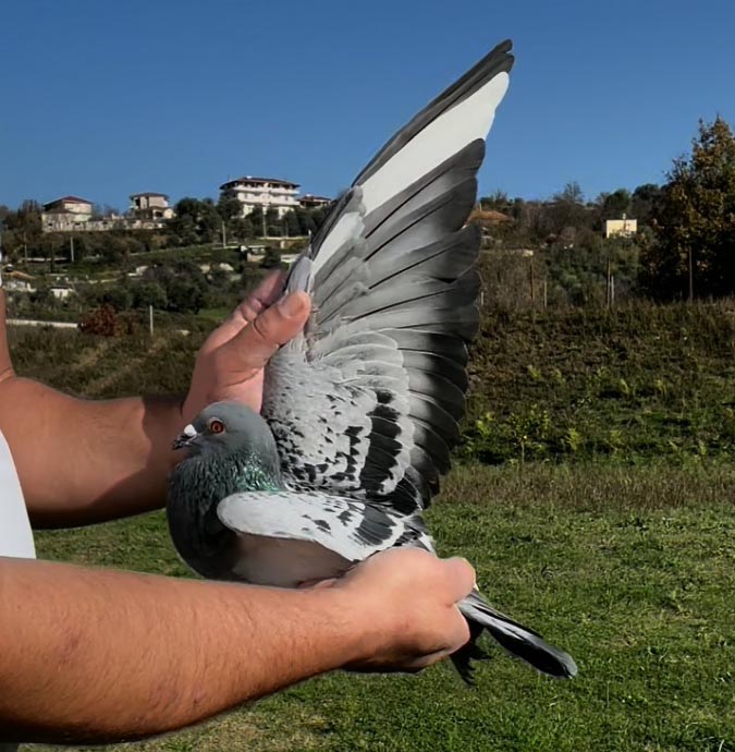 65	place Super Derby (506 km) 	 Marjus Behaj	 AL-67471-2025 	