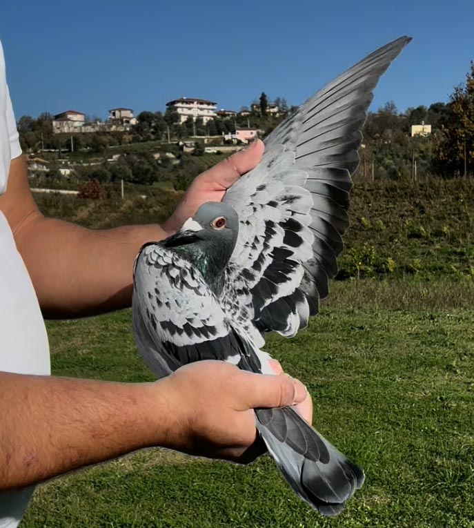 66	place Super Derby (506 km) 	 Bani & Marjus	 AL-67485-2025 	