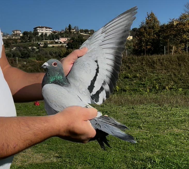 67	place Super Derby (506 km) 	 Jan Niculae	 RO-001163-2025 	