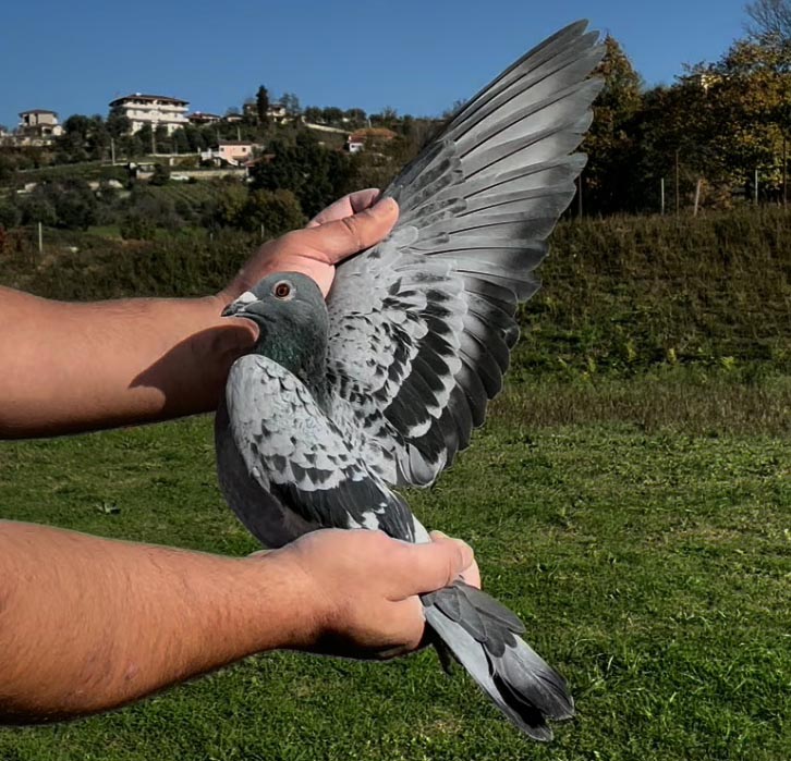 68	place Super Derby (506 km) 	 $ PUKE $ Team A	 AL-63710-2025 	