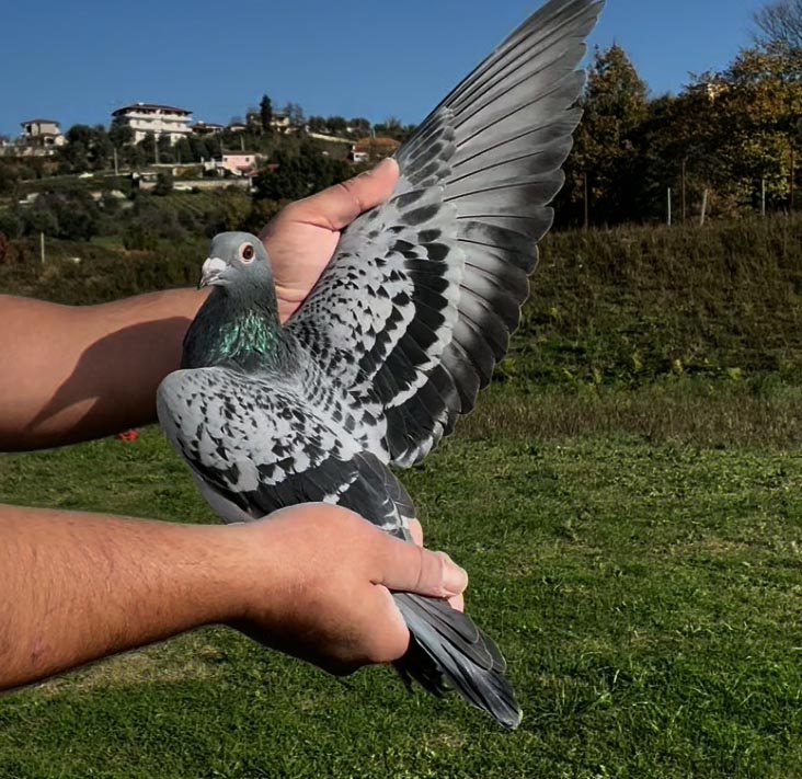 69	place Super Derby (506 km) 	 Piroli Loft Team A	 AL-64230-2025 	