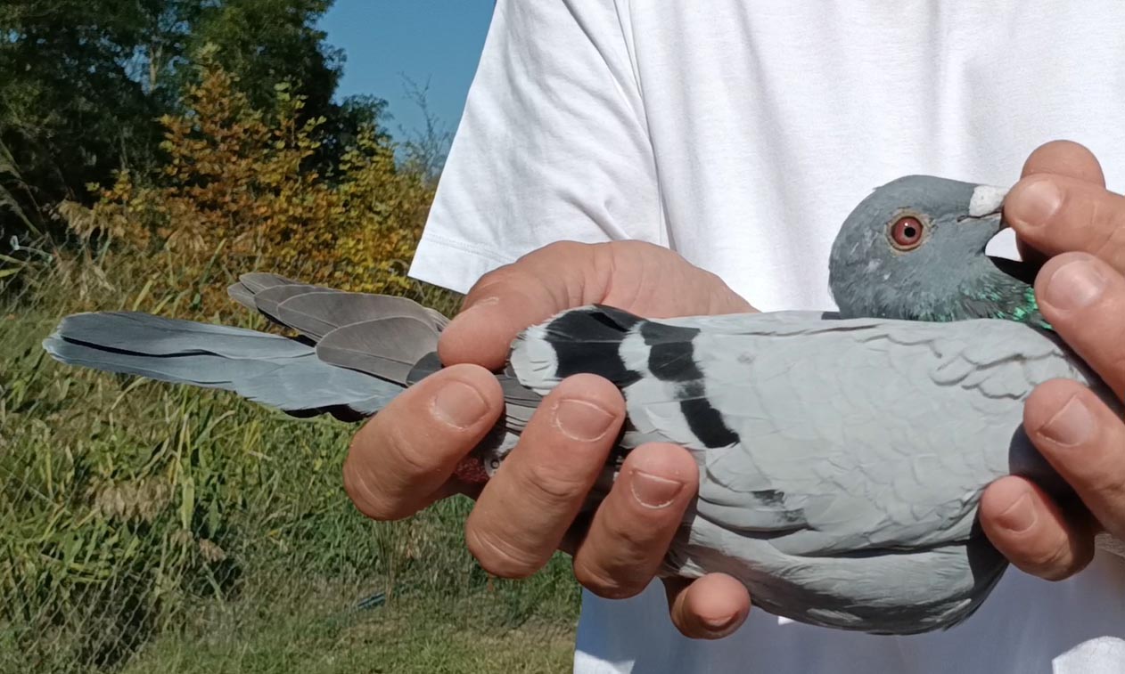 7	Final Race (412 km) 	 Bibi Stefanescu	 RO-255322-2025	