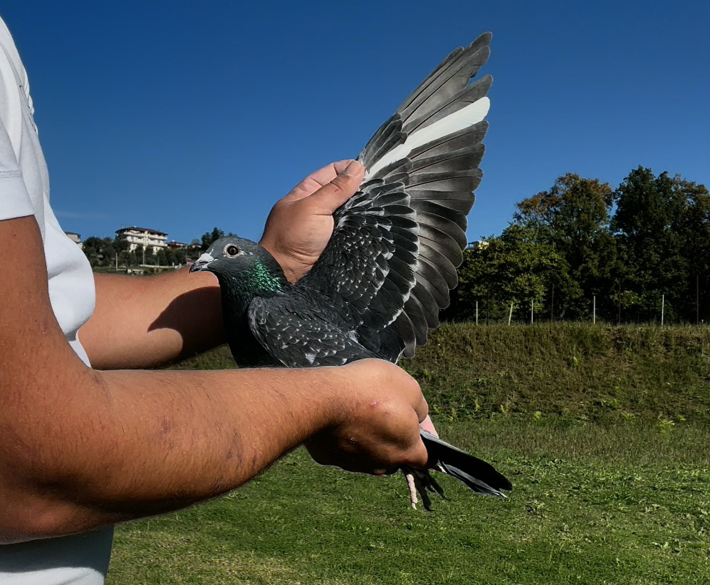 7	place Super Derby (506 km) 	 Geraldo & Eriton Team C	 GB-40326-2025	