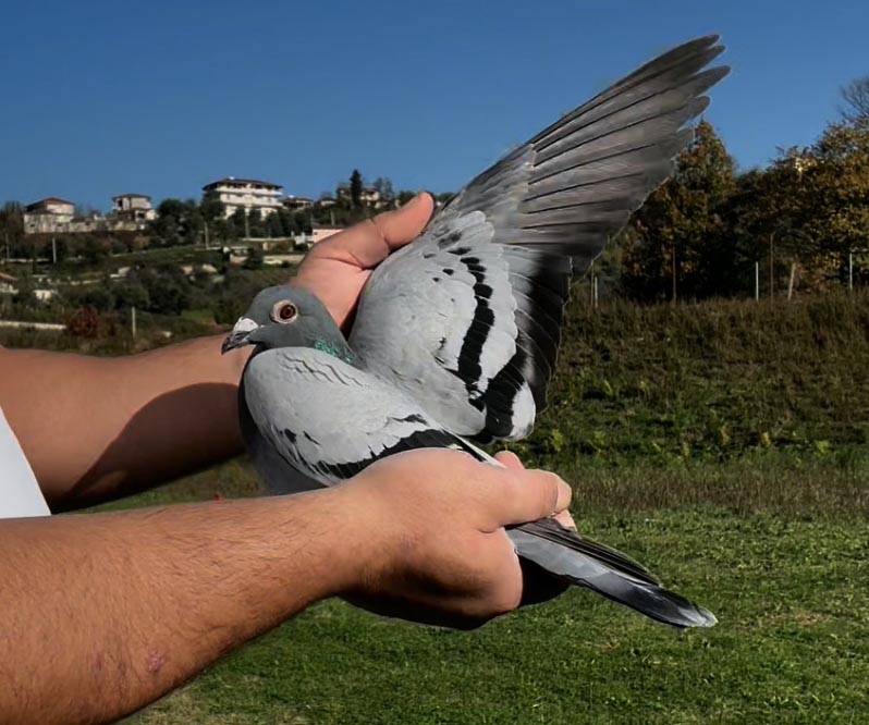 70	place Super Derby (506 km) 	 Eni Hoxha	 AL-68415-2025 	